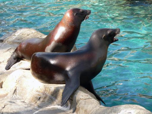 SeaWorld San Diego