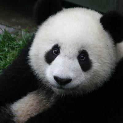 San Diego Zoo
