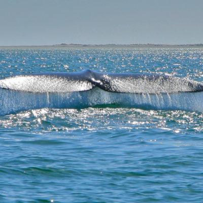 Monterey Whale Watching