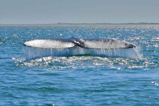 Monterey Whale Watching