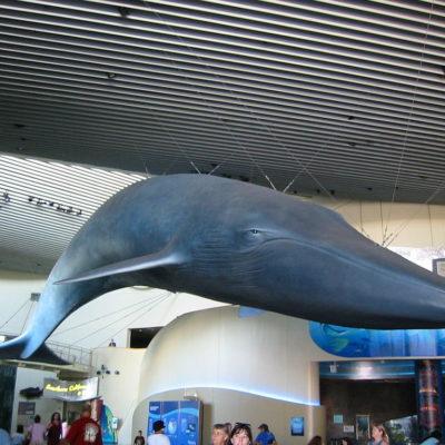 Aquarium of the Pacific