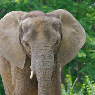 Fresno Chaffee Zoo