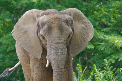 Fresno Chaffee Zoo