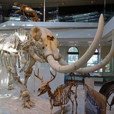 Natural History Museum of LA