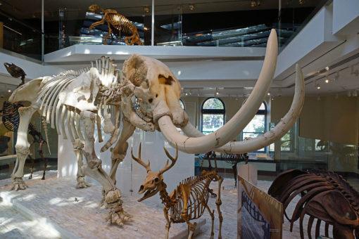 Natural History Museum of LA