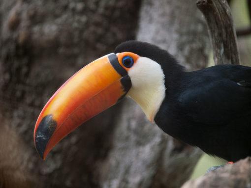Santa Barbara Zoo