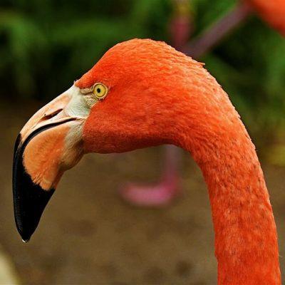 Sacramento Zoo