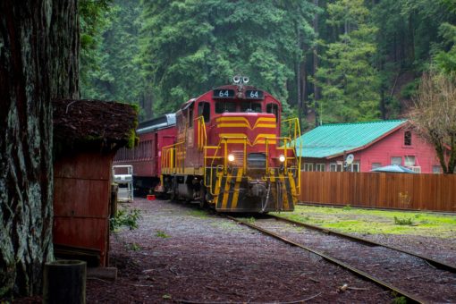 Wolf Tree Turn Skunk Train