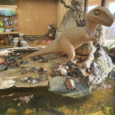The Reptile Zoo