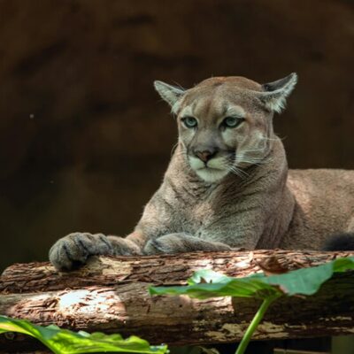 California Living Museum